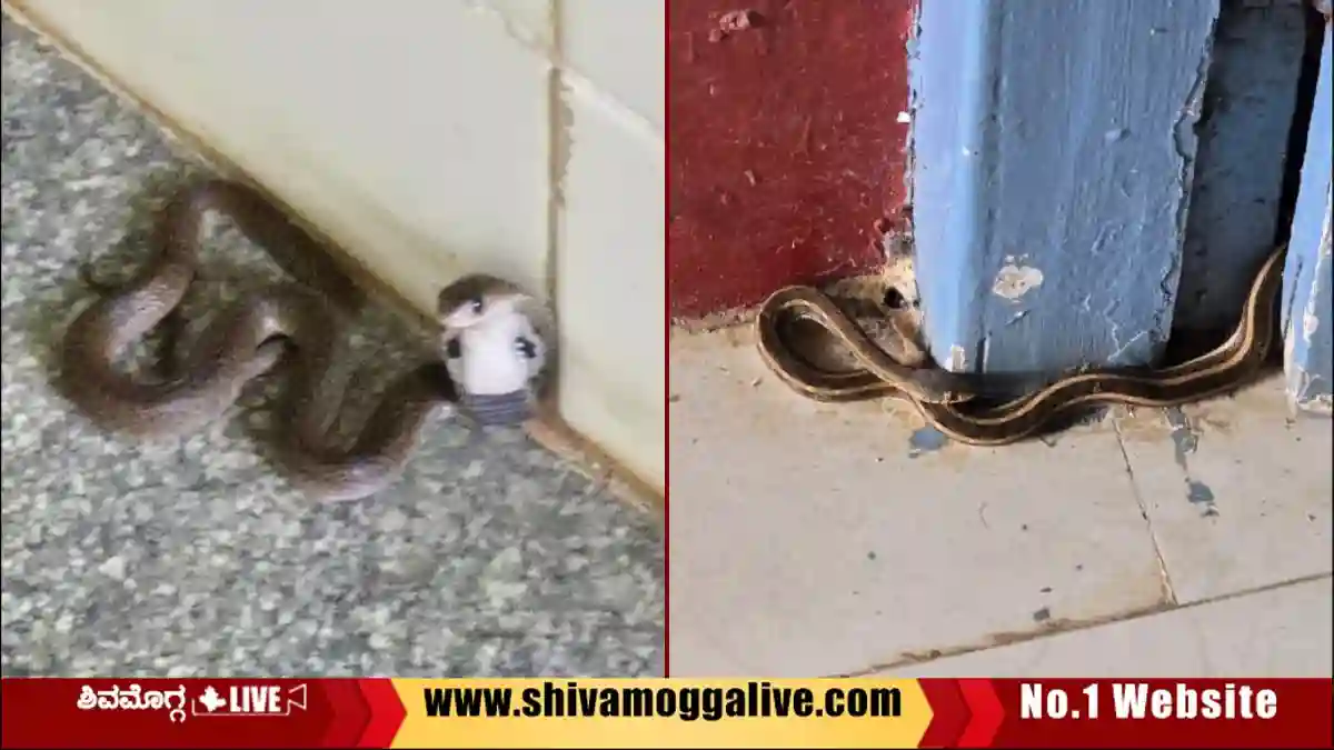 ಸಮುದಾಯ ಆರೋಗ್ಯ ಕೇಂದ್ರದ ಒಳಗೆ ಹಾವುಗಳು