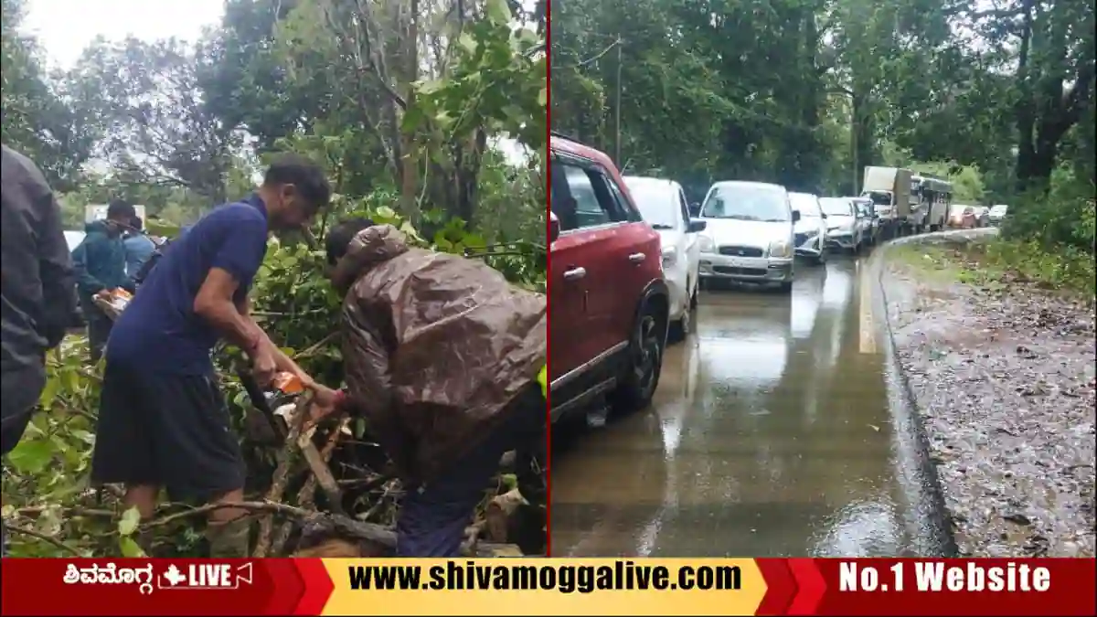 Tree-Falls-on-highway-Road-in-kolige-near-megharavalli-in-Thirthahalli-taluk