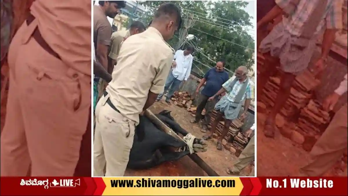 bulls-trapped-in-a-narrow-lane-at-Bhadravathi