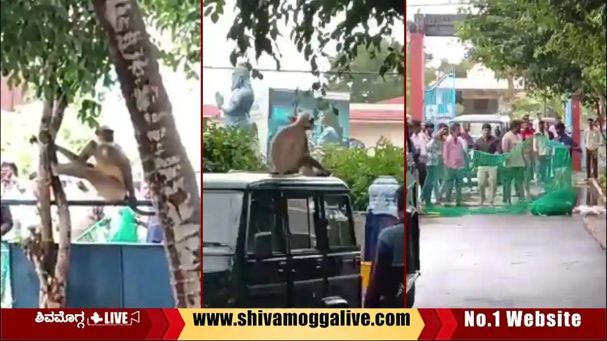 langur-create-panic-among-residents-in-Shivamogga
