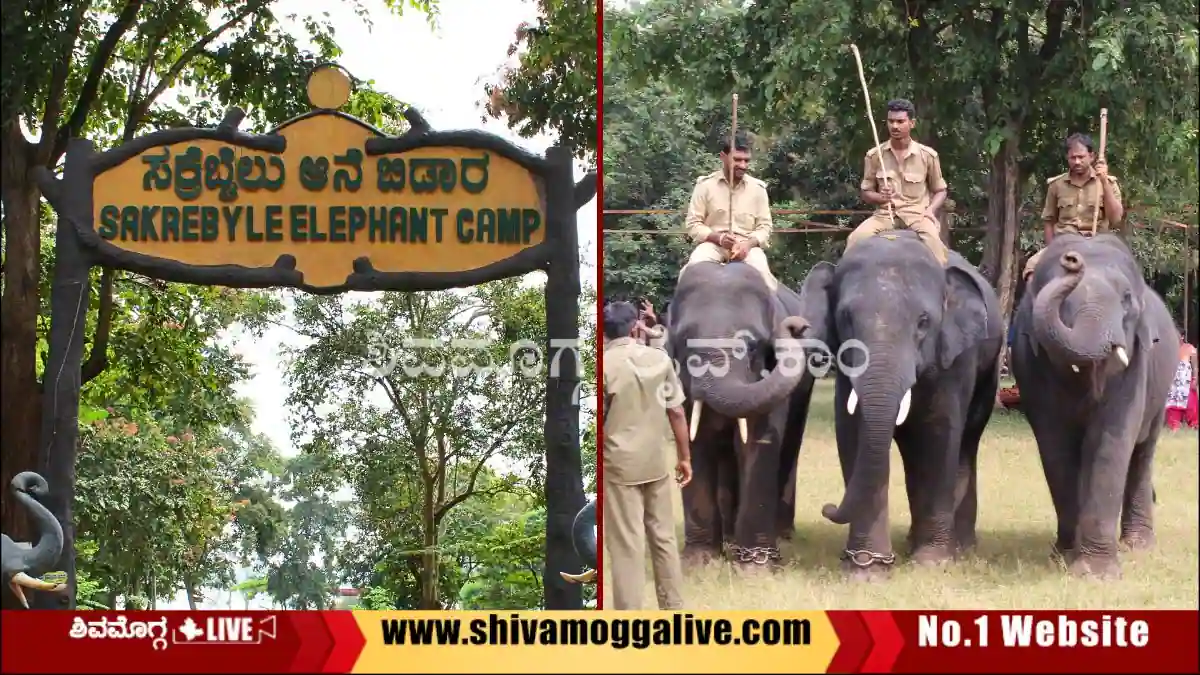 ಪ್ರವಾಸಿಗರಿಗೆ ಗುಡ್ ನ್ಯೂಸ್, ಸಕ್ರೆಬೈಲು ಆನೆ ಬಿಡಾರ ಪುನಾರಂಭಕ್ಕೆ ದಿನಾಂಕ ಫಿಕ್ಸ್ 1 Sakrebyle-Elephant-Camp