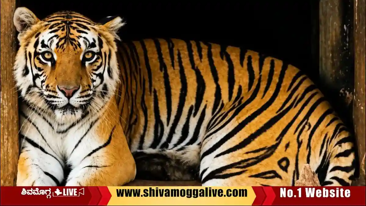 Tiger-Dashami-died-at-Shimoga-Zoo