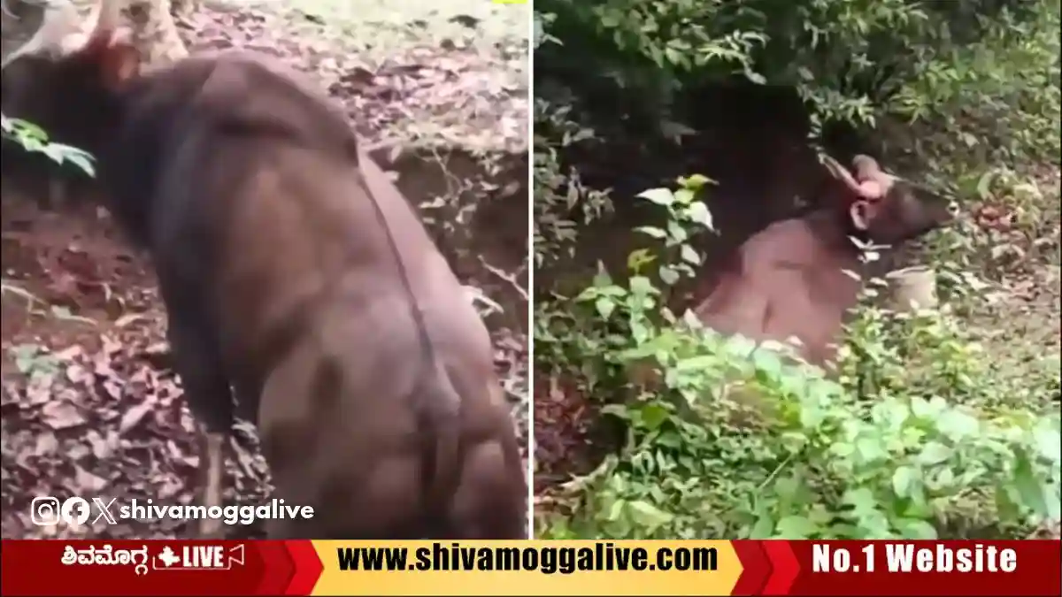 A-wild-bison-dies-after-waiting-10-hours-without-medical-care