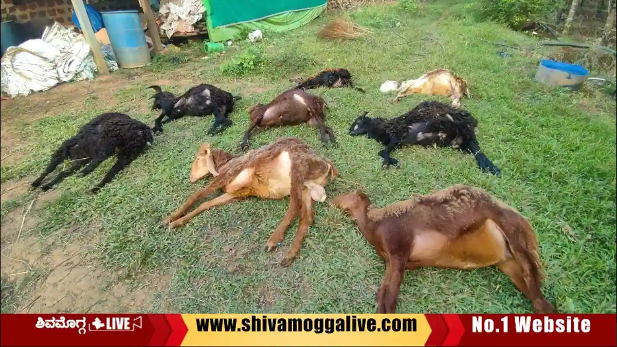 ಸಿಡಿಲು ಬಡಿದು ಎಂಟು ಕುರಿಗಳು ಸಾವು 1 Eight-sheep-were-killed-after-lightning-at-soraba