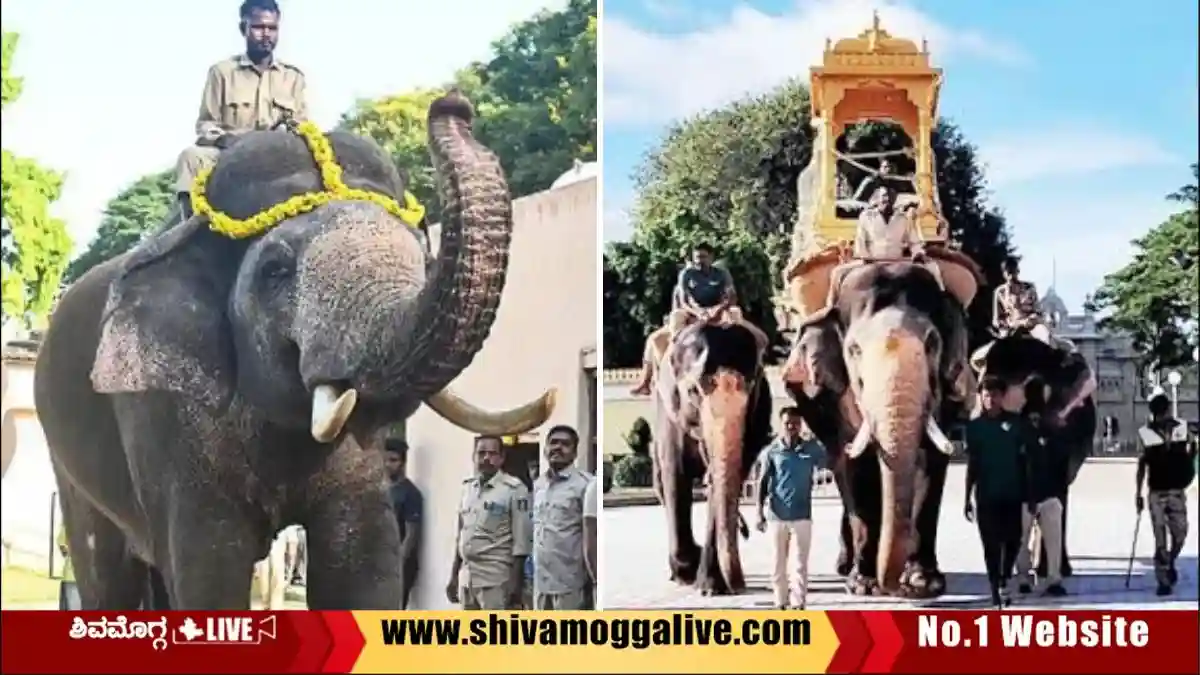 ಮೈಸೂರಿನಲ್ಲಿ ಅಂಬಾರಿ ಹೊರಲಿರುವ ಪ್ರಶಾಂತ ಆನೆಗೆ ಶಿವಮೊಗ್ಗದ ನಂಟು, ಏನದು? 1 Prashantha-Elephant-in-Mysore