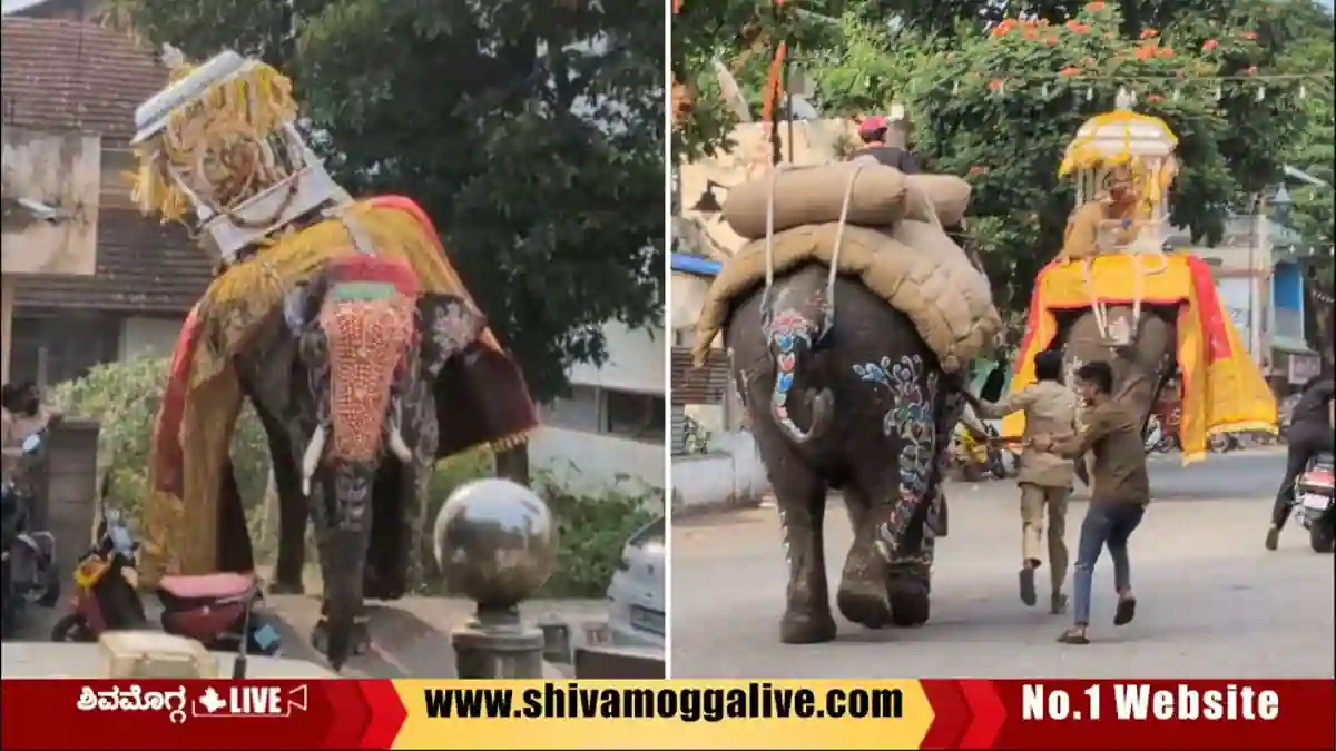 ಗಾಬರಿ, ಆತಂಕದಲ್ಲೂ ತಾಳ್ಮೆ ಪ್ರದರ್ಶಿಸಿದ ಸೋಮಣ್ಣ ಆನೆ, ಜನರ ಮೆಚ್ಚುಗೆ, ಇಲ್ಲಿದೆ ಡಿಟೇಲ್ಸ್