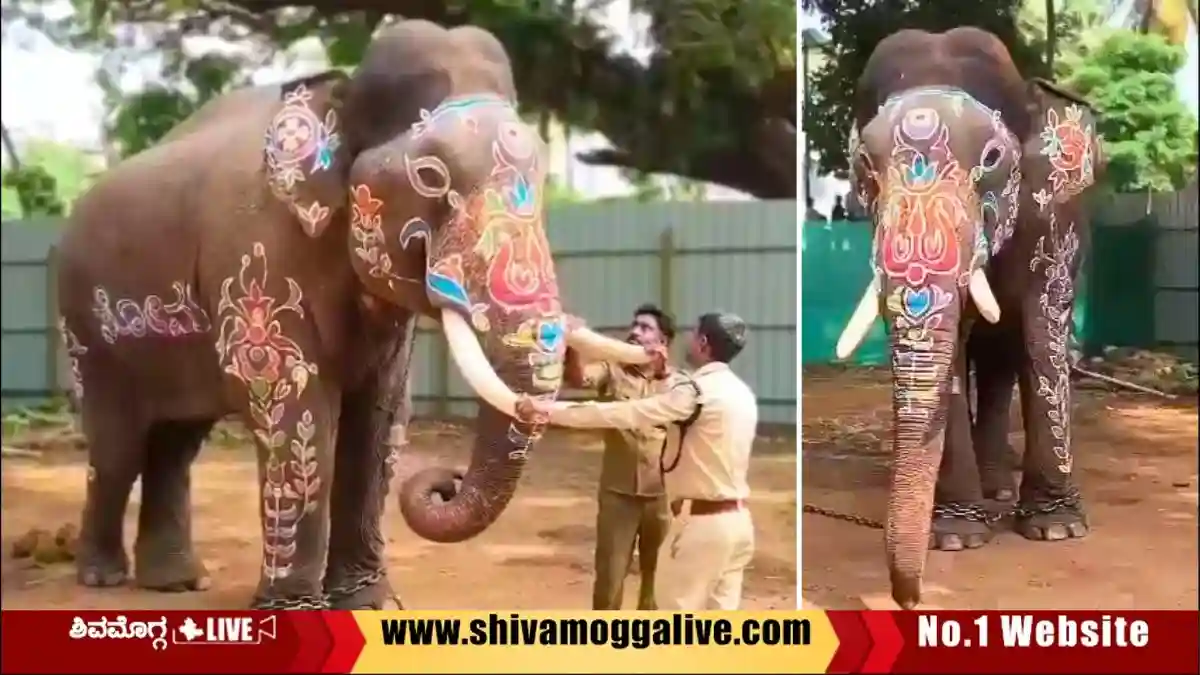 ಶಿವಮೊಗ್ಗ ದಸರಾ, ಕೊನೆಯ ಕ್ಷಣದಲ್ಲಿ ಬದಲಾಯ್ತು ಅಂಬಾರಿ ಹೊರುವ ಆನೆ, ಕಾರಣವೇನು? 1 Sakrebylu-Camp-Elephant-Somanna-in-Shivamogga-Dasara