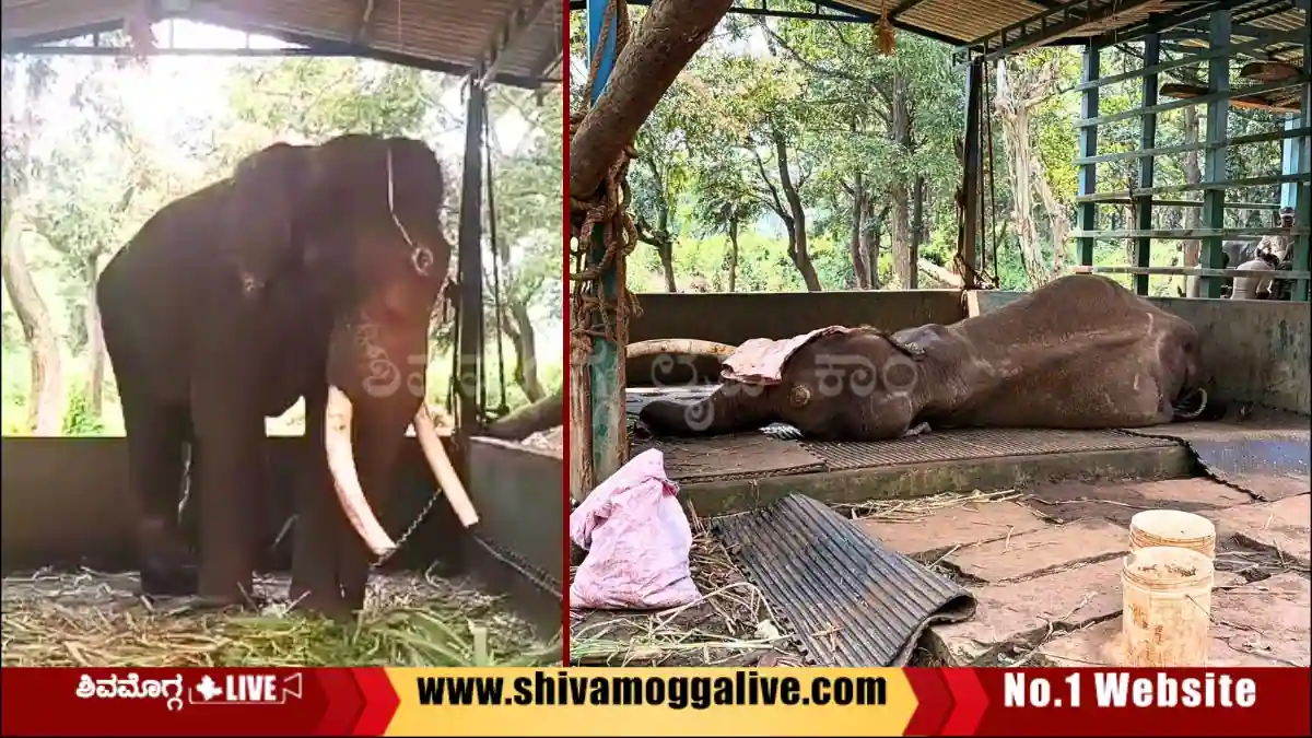 ಸಕ್ರೆಬೈಲು ಬಿಡಾರದಲ್ಲಿ ಏಕಾಏಕಿ ಕುಸಿದು ಬಿದ್ದು ಶೌರ್ಯ ಆನೆ ಸಾವು, ಆಗಿದ್ದೇನು? 1 Shourya-Elephants-ends-life-at-Sakrebyle-Camp-in-Shivamogga