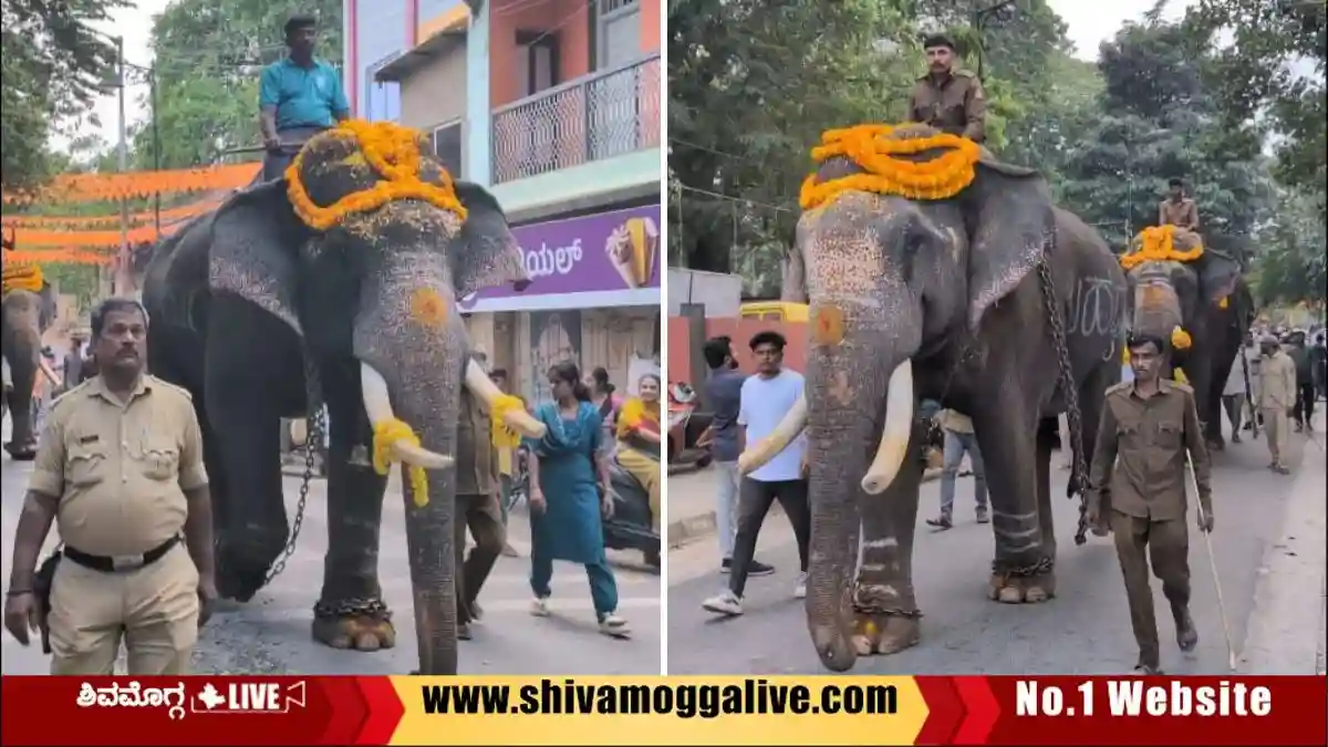 ಶಿವಮೊಗ್ಗಕ್ಕೆ ಮೂರು ಆನೆಗಳ ಆಗಮನ, ಹೇಗಿತ್ತು ಸ್ವಾಗತ? ಯಾವಾಗಿಂದ ತಾಲೀಮು? 1 Three-Elephants-from-sakrebyle-lands-in-Shivamogga-for-Dasara-Jamboo-Savari