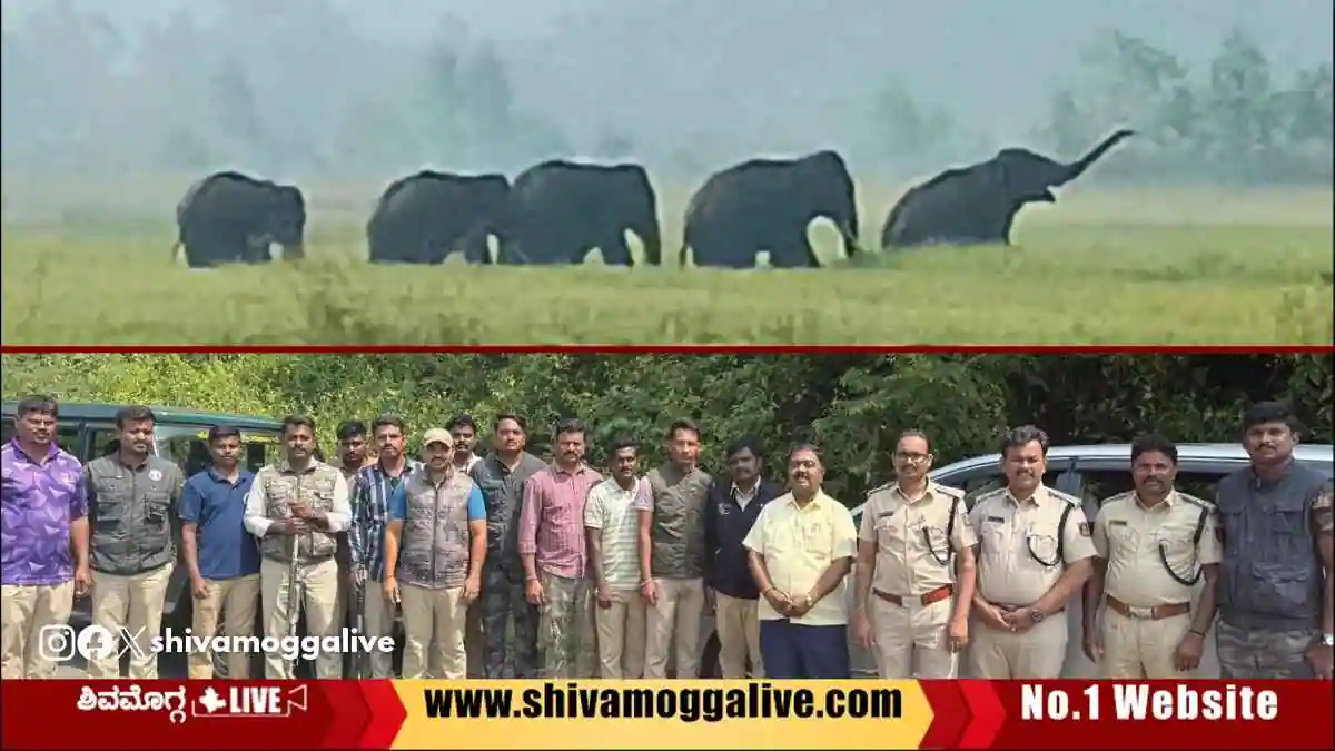 ಸಾಗರದಲ್ಲಿ ಕಾಡಾನೆಗಳ ಹಿಂಡು, ವಿವಿಧೆಡೆ ಬೆಳೆ ನಷ್ಟ, ಅರಣ್ಯ ಇಲಾಖೆ ಕಾರ್ಯಾಚರಣೆ ಹೇಗಿದೆ? 1 Wild-Elephants-at-Sagar-Taluk